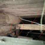 Tips & Tricks to Keep Your House Piles Healthy